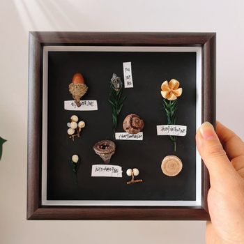 Wooden Three-Dimensional Hollow Walnut Color Photo Frame Dried Flower Plant Fruit Specimen Frame Chinese Herbal Medicine Picture Frame