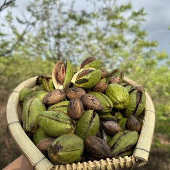 [Ms. Lin] Fresh Pecans from Yunnan Plateau (with Green Skin Removed) 0.5kg / 1.0kg / 1.5kg Packs
