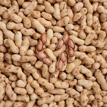 Farmhouse New Arrival Firewood Roasted Peanuts in Iron Pan with Shells 2025 Original Flavor Roasted Nuts Snack Without Desiccant Net Weight