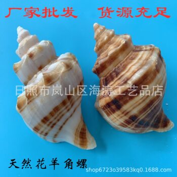 Natural Conch Shell Flower Sheep Horned Snail Fish Tank Aquarium Hermit Crab Replacement Shell Home Decoration Student Preschool Education Tableware