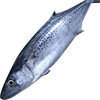 Whole Large Mackerel, Fresh Live Mackerel, Mackerel, Frozen Seafood Wholesale, Mackao Glue Fish, Aquatic Products Wholesale, Sea Fish