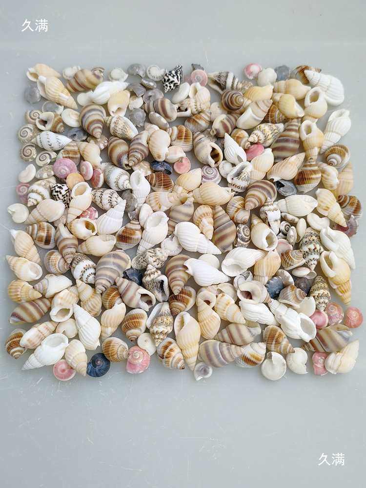 Weighing Shells Handmade DIY Kindergarten Conch Rice Snail Mini Small Shell Decoration Drift Bottle Material