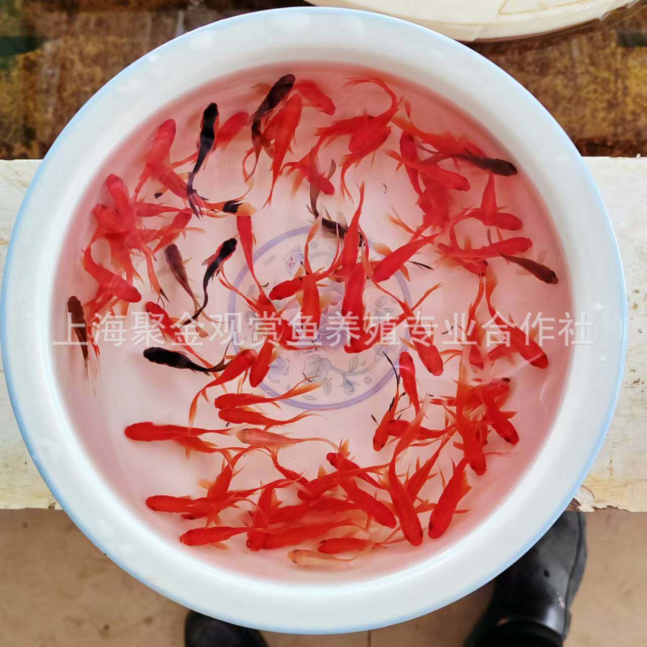 Live Goldfish, Healthy Goldfish, Ornamental Fish, Live Grass Goldfish, Wholesale Live Fish for Stalls, Small Red Grass Fish for Feng Shui