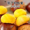 2025 Fresh Raw Chestnuts from Dandong, Seasonal Raw Chestnuts, Fresh Chestnuts, Newly Picked Tender Wild Chestnuts, Large Chestnut Kernels