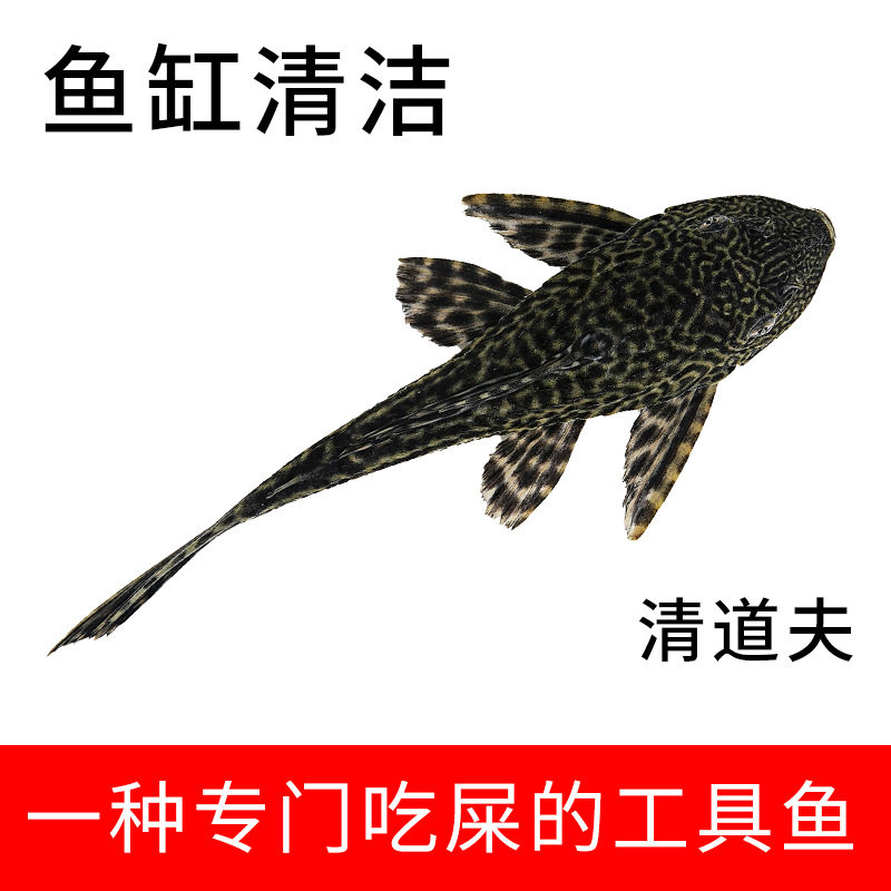 Fish Tank Cleaner Fish Scavenger Ornamental Tropical Freshwater Cold Water Eats Feces Garbage Cleans Feces Algae Residual Bait