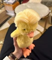 Fried duck