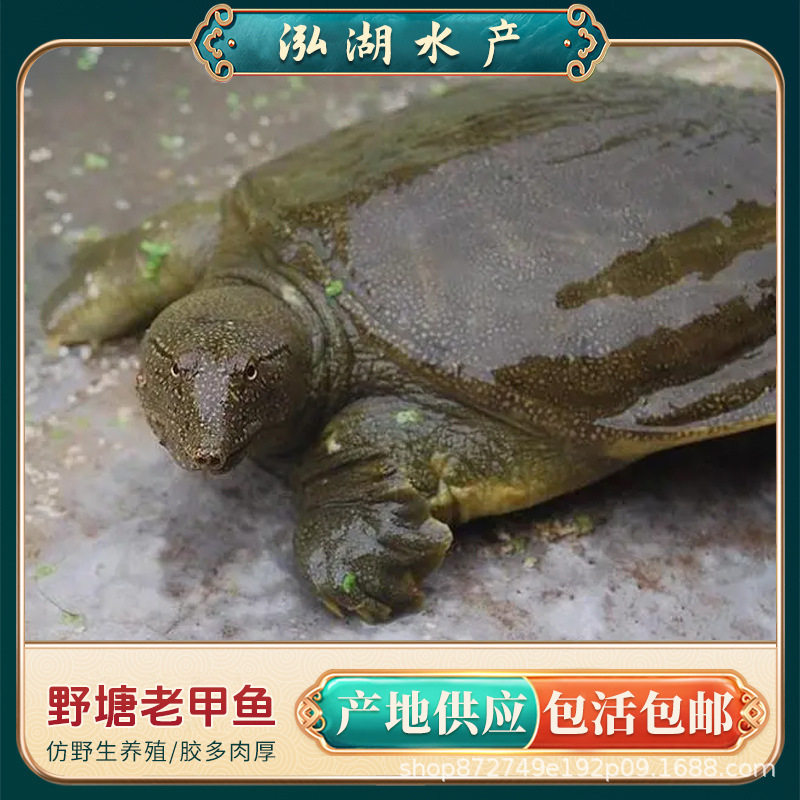 Wild-Raised Soft-Shell Turtle Soup Ingredients for over Four Years Old, Fresh and Nutritious