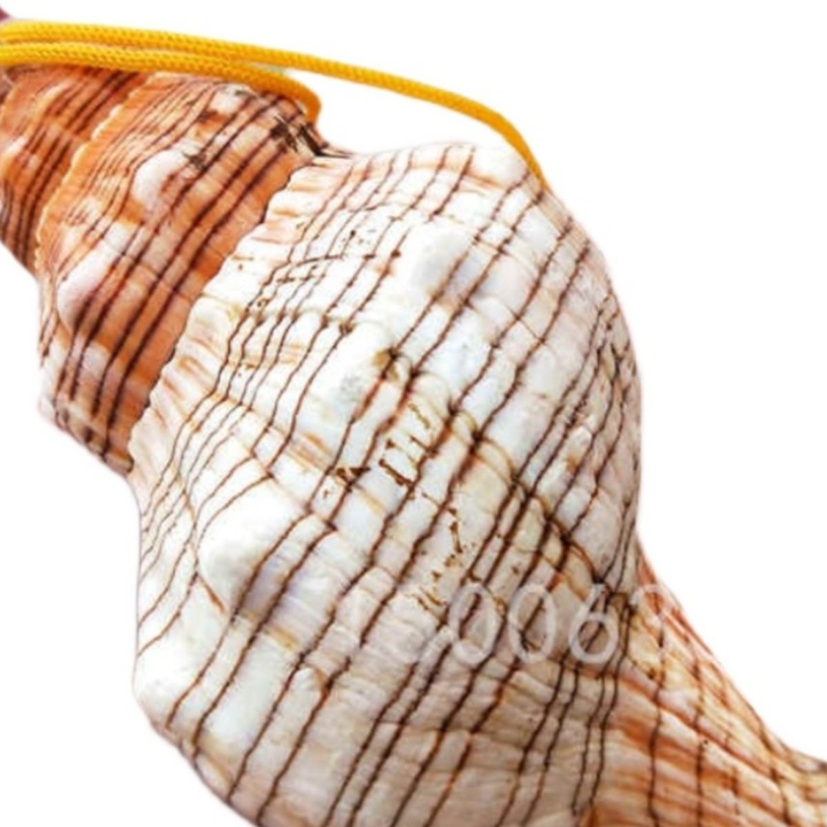 Extra Large Conch Whistle, Conch Horn, Natural Shell Craft Ornaments, Creative Travel Gifts, Kidsren's Toys, Trumpets