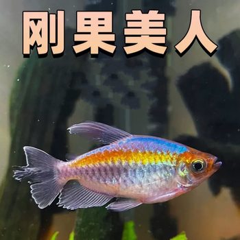 Congolese Mermaid Freshwater Grass Tank Group Swimming Fish Tropical Ornamental Fish Sailfish Blue Congo Mermaid Small Fish Live