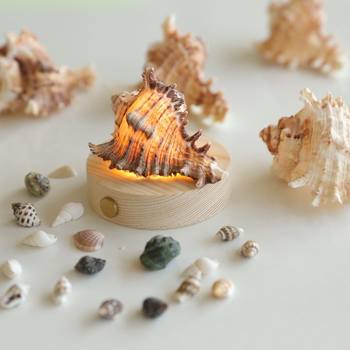 Thousand-Hand Shell Conch Night Light Natural Fish Tank Landscaping Birthday Gift Decoration DIY Aquarium Creative Ornaments