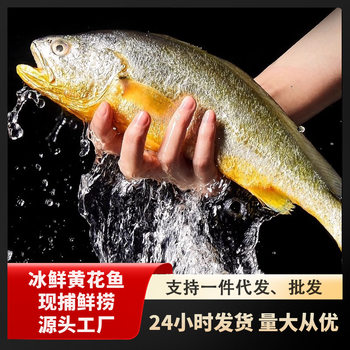 Chilled Yellow Croaker, Frozen Grilled Small Yellow Croaker, Fresh Sea Fish, Seafood, Whole Box, Commercial Wholesale, Sf Express Large Yellow Croaker