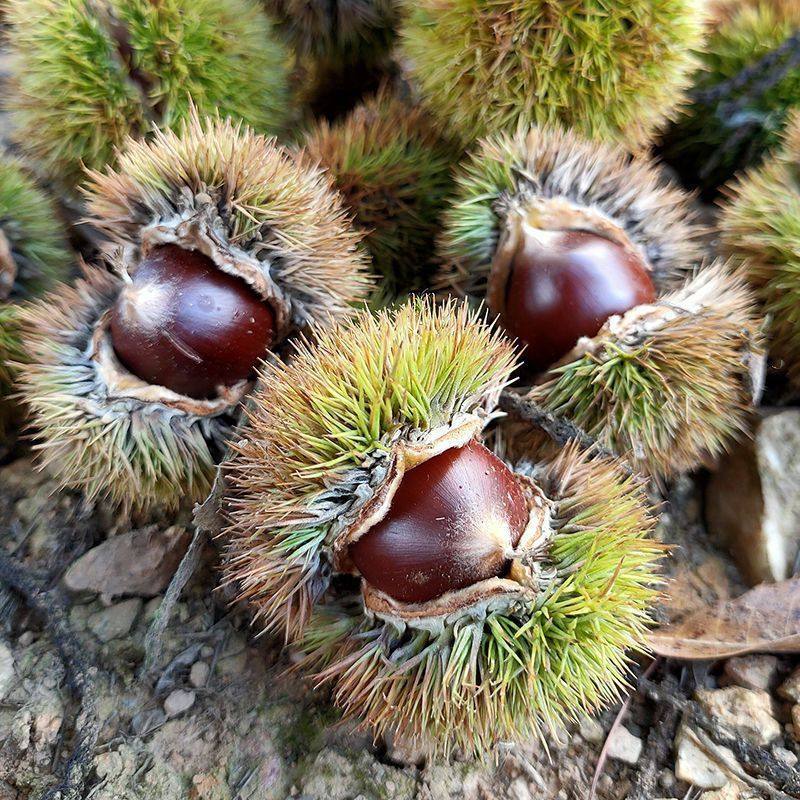 Jianou Cone Chestnut, Fujian Cone Chestnut, Fresh Round Chestnut, Cone-Shaped Chestnut Tip, Cone Wholesale