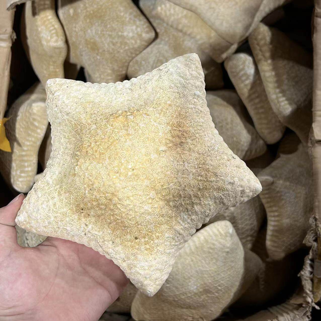 Shell Conch Window Display Mediterranean Decoration Bread Star Micro Landscape Ornaments Cultural and Creative Starfish