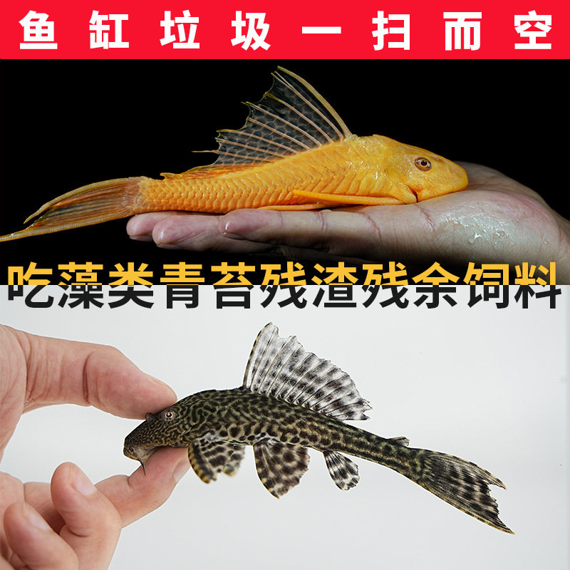 Fish Tank Cleaner Fish Scavenger Ornamental Tropical Freshwater Cold Water Eats Feces Garbage Cleans Feces Algae Residual Bait