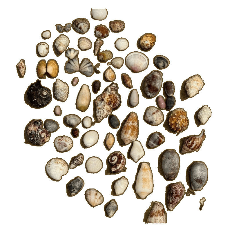 Natural Real Shell Conch Mini Shell Decoration Handmade Shell Photo Frame Storage Box Fish Tank Landscaping