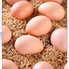 Wanweibao Newborn Eggs 40 Pieces * 40g Fresh Eggs Farm-Raised Free-Range Eggs 6 Pieces 20 Pieces