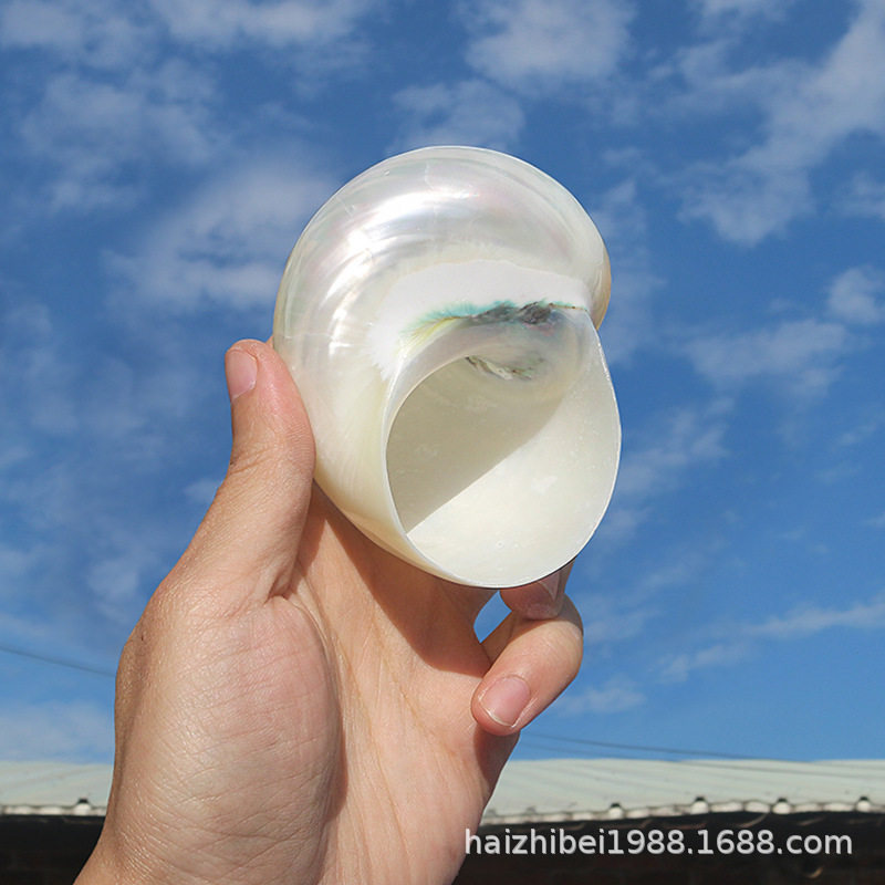 Wholesale natural conch shell peeled large white snail fish tank landscaping ornaments rolled shellfish hermit crab breeding replacement shell