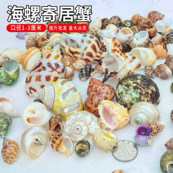 Natural small conch shell sells shellfish hermit crab by catty for shell fish tank landscaping home ornaments
