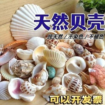Natural Shell Conch Genuine Kindergarten Kidsren's Shell DIY Material Handmade Material Fish Tank Landscaping Decoration