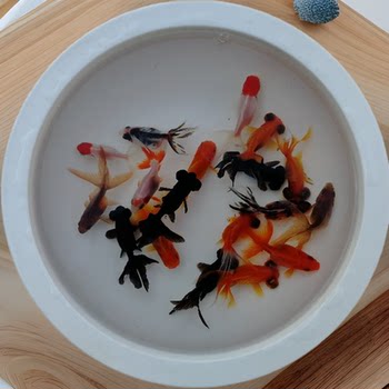 Small goldfish big eye blisters gold-plated black eyes crane top red tiger head Butterfly tail fresh water cold water ornamental fish live fish wholesale
