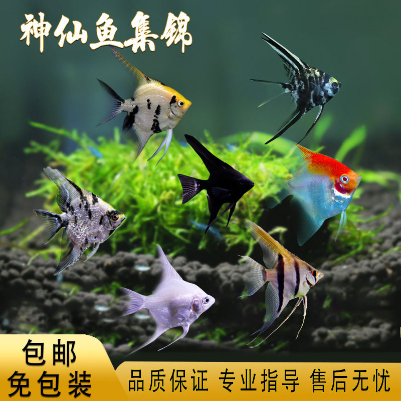 Angelfish, Peruvian Swallowfish, Tropical Fish, Ornamental Fish, Live Fish, Three-Color Angel Panda, Angel Fish, Novice Fish
