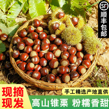 Shunfeng postage new goods Jianou cone chestnut chestnut fresh wild oil chestnut alpine farm now picking cone chestnut