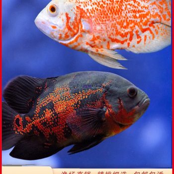 Map Fish, Parrot Fish, Live Fish, Tropical Fish Package, Medium and Large Ornamental Fish, Pet Fish, Freshwater Piglet Fish Package