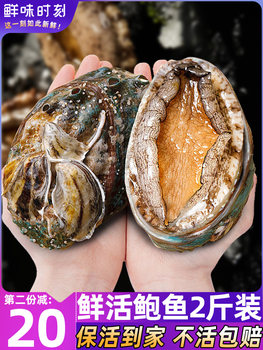 Live Abalone Fresh Seafood Aquatic Products Fresh Extra-Large Fresh Small Dried Abalone Ingredients Wholesale Sashimi Grade