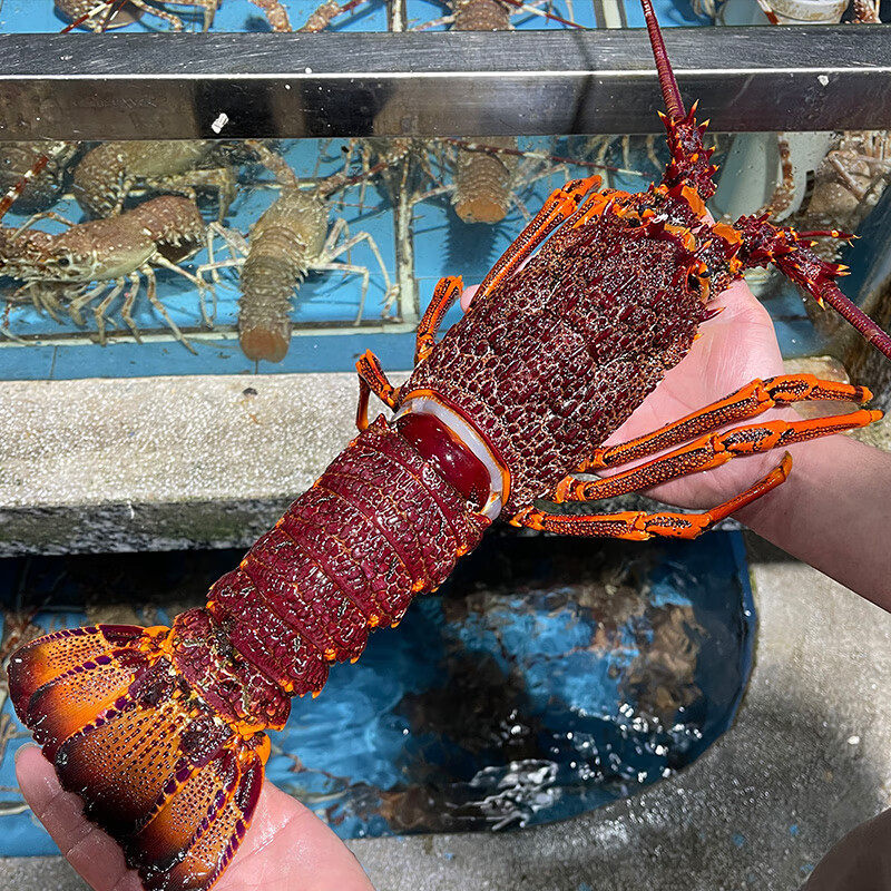 Australian Giant Lobster, Australian Lobster, Red Lobster, Rock Lobster, Crayfish Seafood 0.5-3.5kg / Gift Box, Imported from Australia
