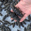 Dalian Semi-Dried Sea Cucumber Salted Sea Cucumber Semi-Dried Jar Salted Sea Cucumber 40-80 Heads Shipped from the Original Place of Production