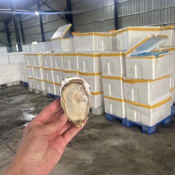Premium Lishan Oysters, Triploid Oysters, Fresh Seafood, Oysters, Wholesale Oysters, Purified Oyster Sashimi, Chaoshan City