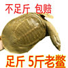 Fresh Live Green-Yellow Male Turtle for Consumption, Chinese Pond Turtle, Reservoir