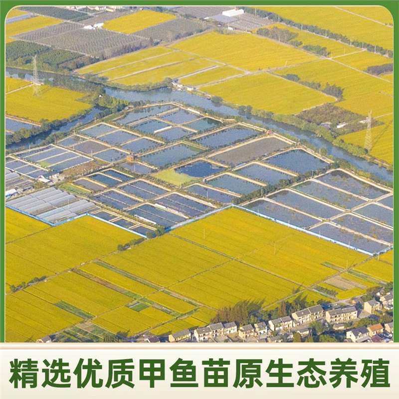 [Hongjiatan Ecological Turtle] Fresh Turtle Ecologically Grown in the Wild Chinese Turtle in the Outer Pond Is Locally Eaten Alive