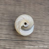 Bull's eye snail natural small conch shell rare specimen fish tank decoration shooting props hermit crab replacement shell wholesale