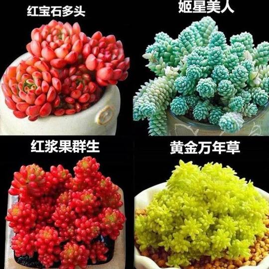 Succulent Plant Combination Potted Small Green Plant Flower Jade Dew Large Easy to Care for Free Shipping with Pot Multi-Head Old Stump
