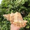 Natural Stone Snail Gold Mouth Frog Snail Shell Conch Horn Blow Shell Ornaments Crafts Fish Tank Landscape