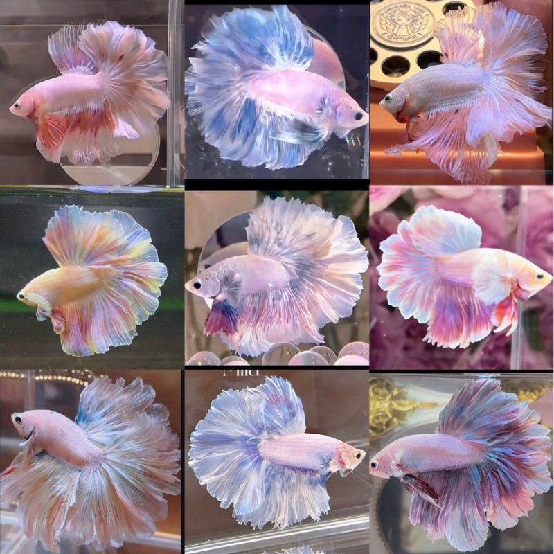 Wholesale Supply of Tropical Fish Ornamental Fish Wholesale Thai Betta Live Stall Half-Month Aquarium Pet Creative