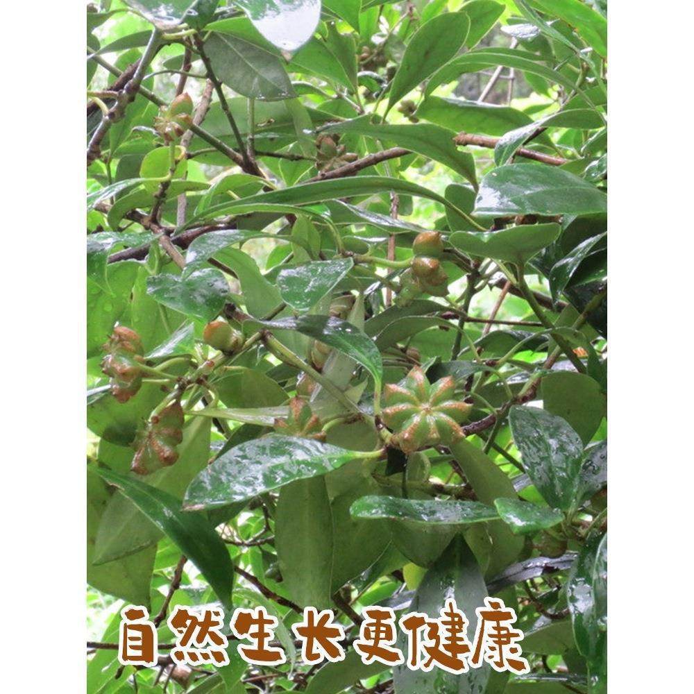 Guangxi Star Anise Aniseed 1000g Pure Cinnamon Pepper Green Pepper Chili Dry Goods Commercial