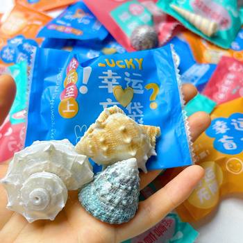 Natural Conch Shell Blind Box Blind Bag Kindergarten Reward Children's Educational Toys Gift DIY Decoration Stall