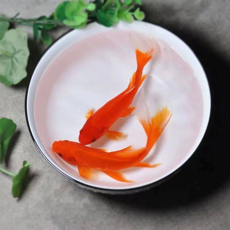 Carp, Cold Water Fish, Small Goldfish, Fry, Easy to Feed Fish, Grass Goldfish, Live Fish, Ornamental Fish, Red Grass Goldfish, Feed Fish