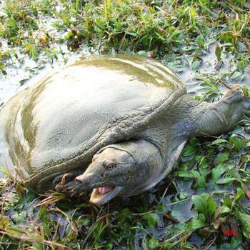 Live Turtle Wholesale, Fresh and Ready-To-Kill Water Fish Dumplings, Fish Price, Edible Size, Spicy Vacuum Brine, Cross-Border Delivery