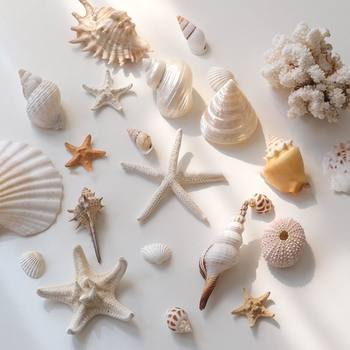 Natural Shell Starfish Ornaments Decorative Conch Fish Tank Landscaping Handmade DIY Materials Jewelry Photo Props