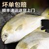 Large Deep-Sea Golden Pomfret Fresh Frozen Silver Pomfret White Pomfret Ice Fresh Aquatic Products Wholesale Sf Cold Chain Free Shipping