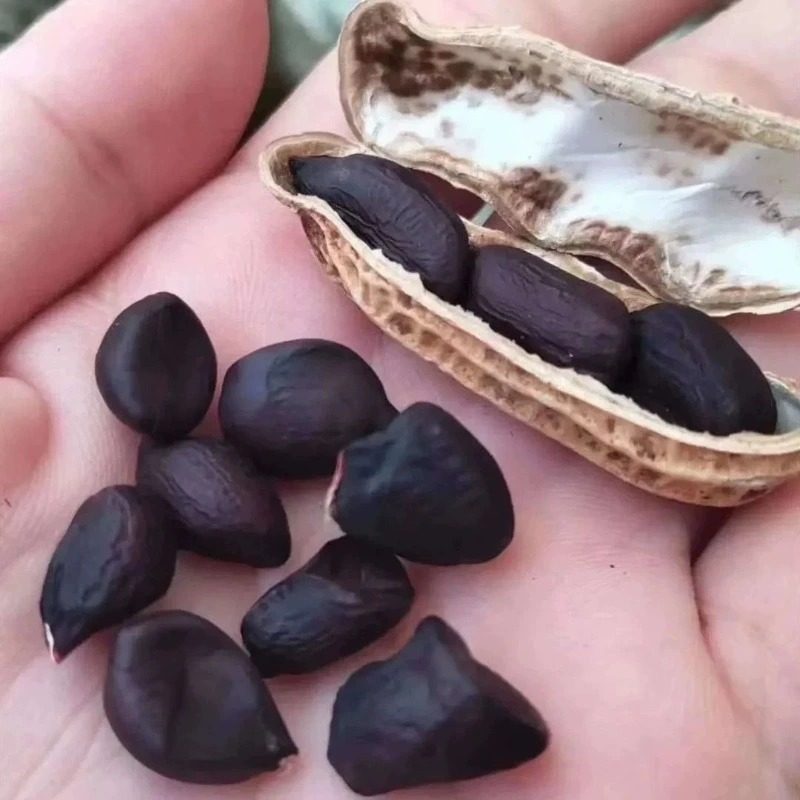 Yunnan Selenium-Rich Black Peanuts, Genuine Shelled Raw Black Peanuts, Black Peanuts, Spleen and Stomach Health Snacks for the Elderly and Kidsren