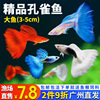 Guppy Fish Boutique Small Fish Tank Ornamental Fish Easy to Raise and Durable Tropical Fish Live Fish Sky Blue Small Fry