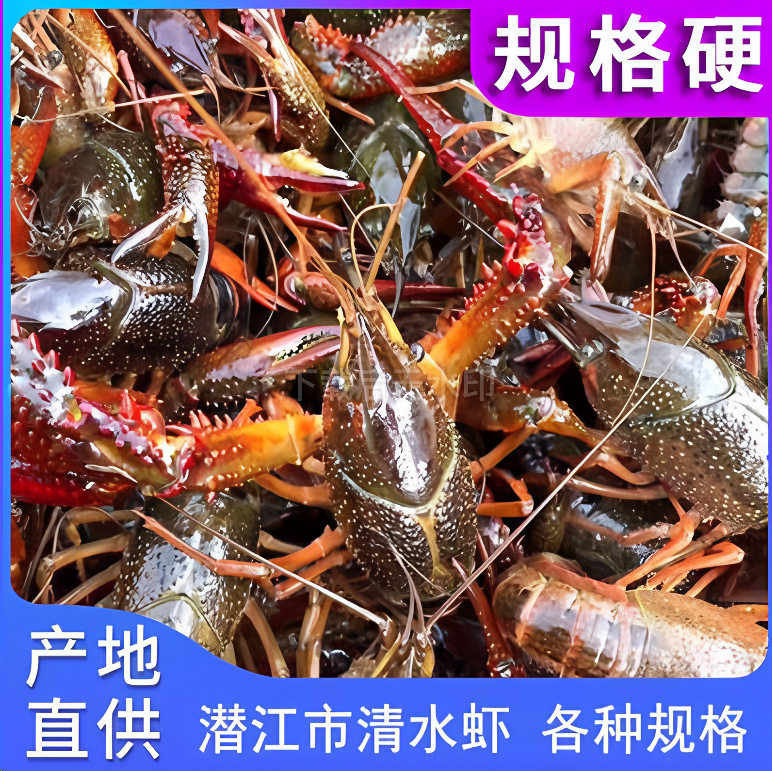 Live Crayfish, Fresh, Home-Grown Aquatic Products, Standard Qianjiang City Clear-Water Crayfish, Fresh and Live