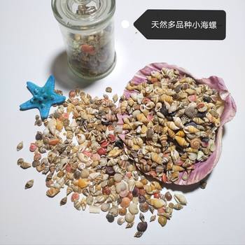 Natural Mini Conch Shells 1400 Pieces Ocean Bottle Starry Sky Drift Bottle Handmade DIY Material Package
