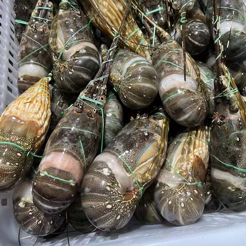 Live Frozen Vietnamese Small Green Lobster, Live Frozen Shrimp, Frozen Shrimp, Live Seafood, Frozen Products Wholesale and Retail