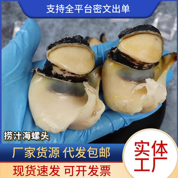 Freshly Peeled Conch Head, Large Conch, Conch Meat, Frozen Fresh Gutted Seafood, Aquatic Products, Free Shipping, Sf Wholesale