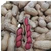 Shelled red Peanut Wholesale Sun-dried Raw Peanut 49.5 Jin Cereals New Small Seed Red Coat Peanut Northeast 4